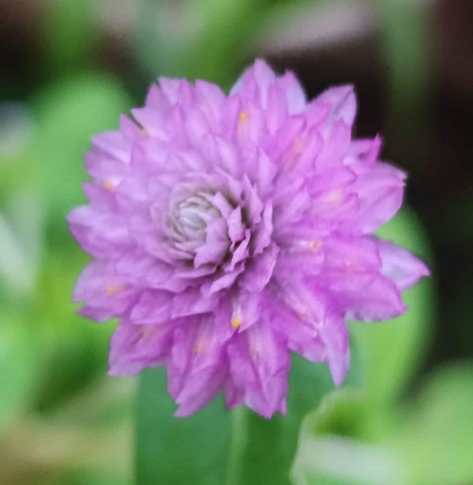 Attractive Gomphrena plant lady lavender flower seeds