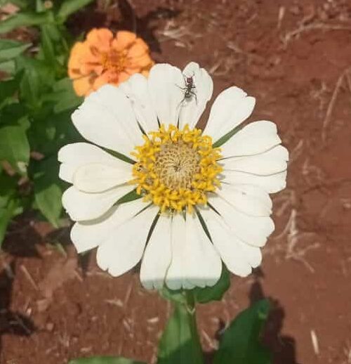 Pleasant Beautiful Zinnia white flower seeds