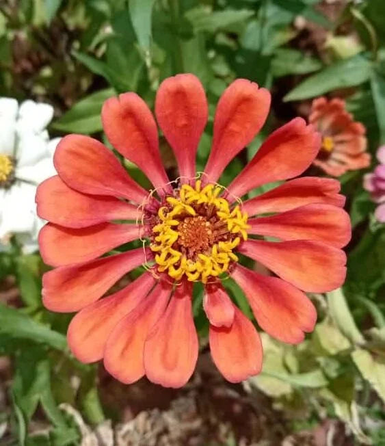 Beautiful zinnia elegans brownish red flowers seeds