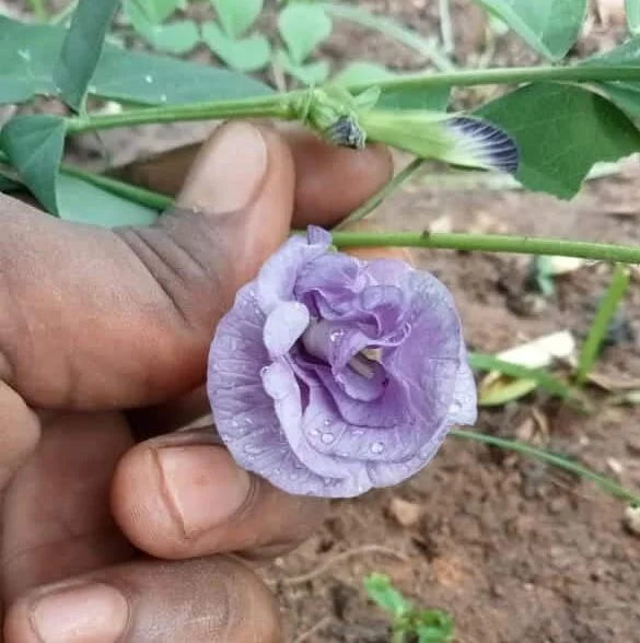 Awesome Clitoria flower – Aparajita Thailand purple flower seeds – Santhi  Online Plants