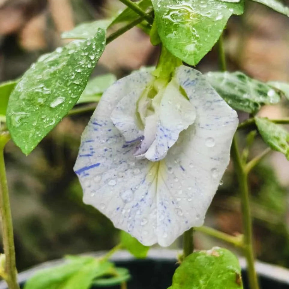 aparajita plant seeds online Most Beautiful Asian Dot Aparajita Flower – Sangu poo seeds – Santhi Online Plants