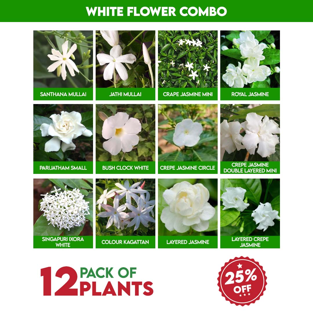 White Flowers Plants Combo