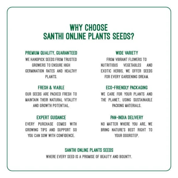 Thandukeerai red plant Seeds