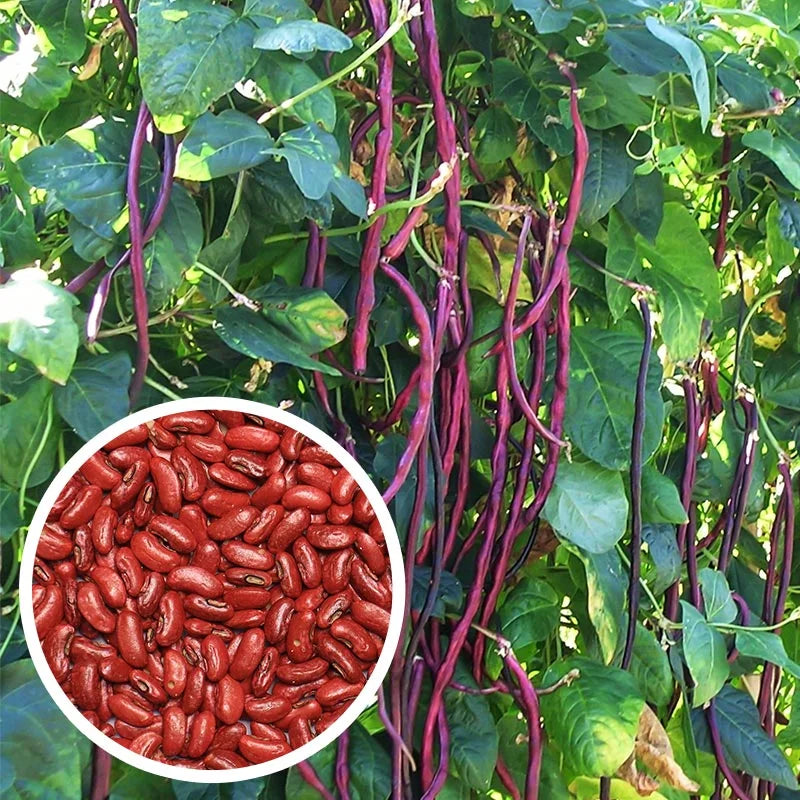 Yard Long Beans Red Seeds – Santhi Online Plants