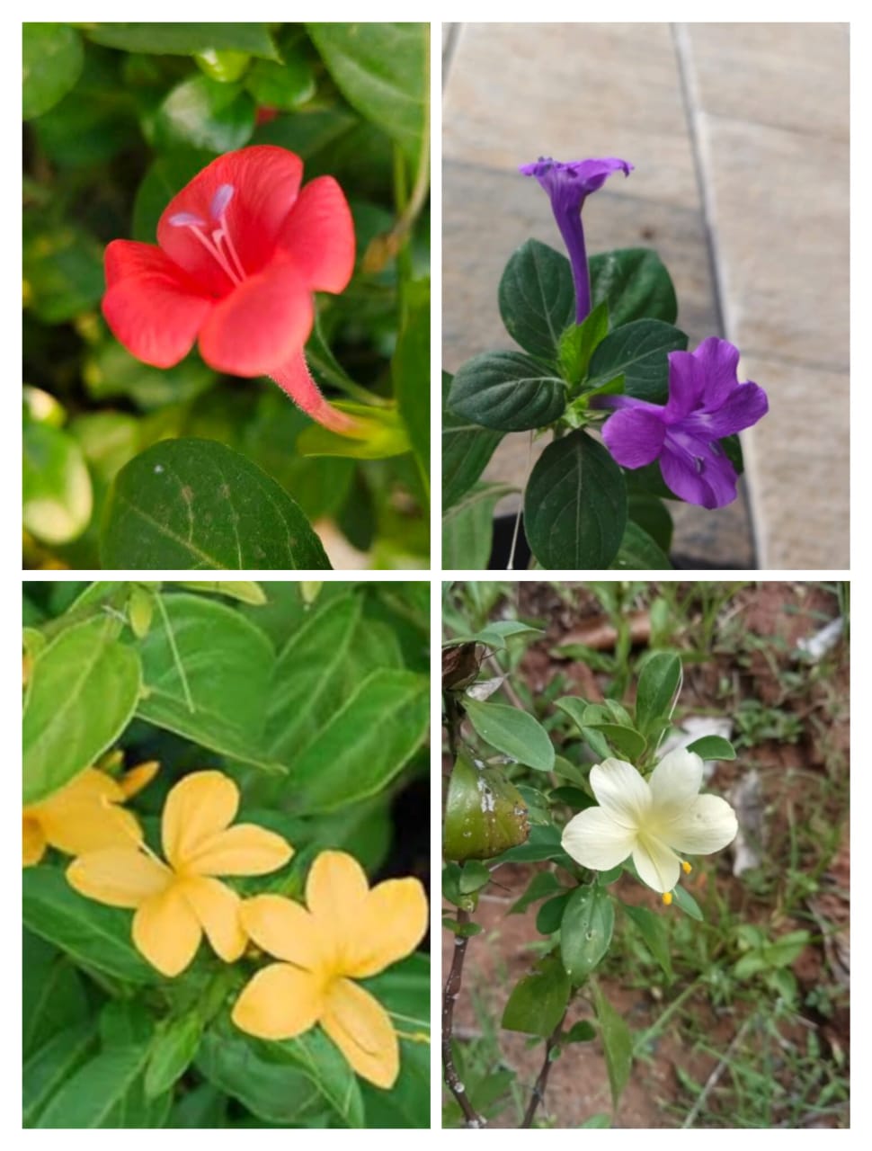 Pack of 12 Colourful December flowers combo