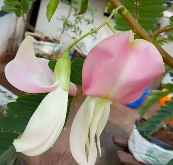 Excellent Sesbania grandiflora – Agaththi keerai pink flower seeds