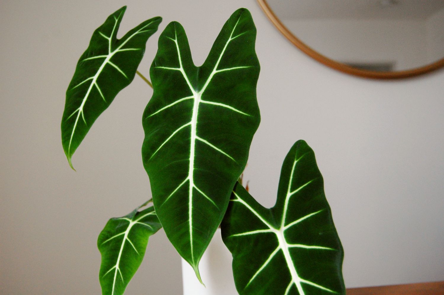 Alocasia frydek – Santhi Online Plants