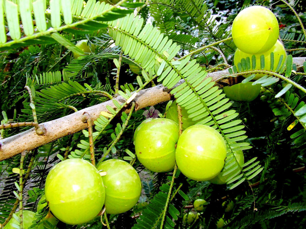 Amla Fruit Plant-Periya Nelli  Santhi Online Plants