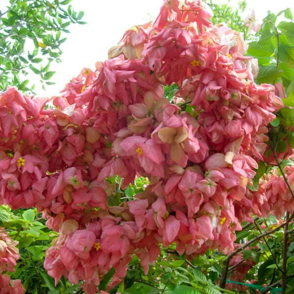 mussaenda tree and philodendron Mussaenda Pink Plant – Santhi Online Plants