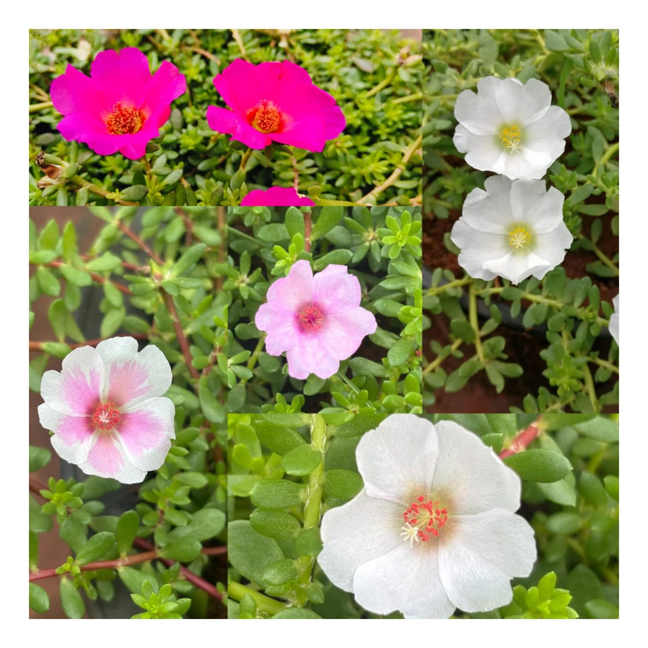 MOST BEAUTIFUL PORTULACA FLOWER– Lanprae & Alana portulaca cuttings combo