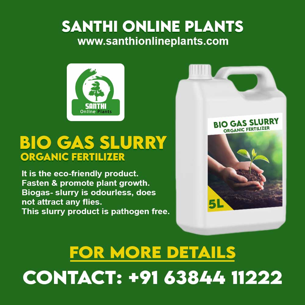 Excellent Biogas slurry – Organic liquid fertilizer
