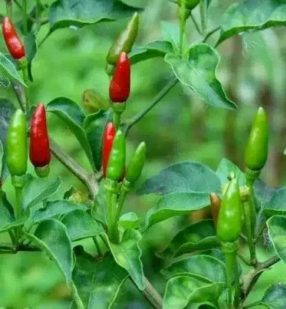 Intense Hot Flavourful Bird’s eye – Kanthari Chilli – green chilli seeds
