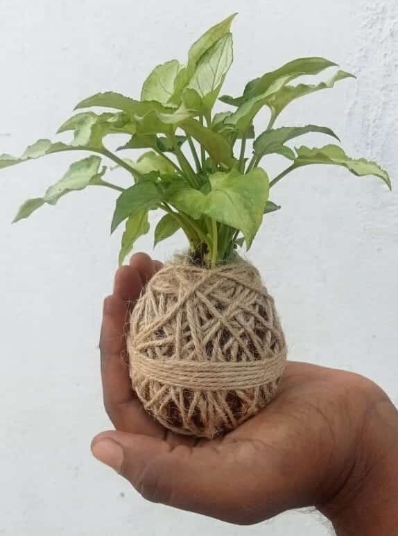 Nature Beauty Syngonium Plant – Using Kokedama