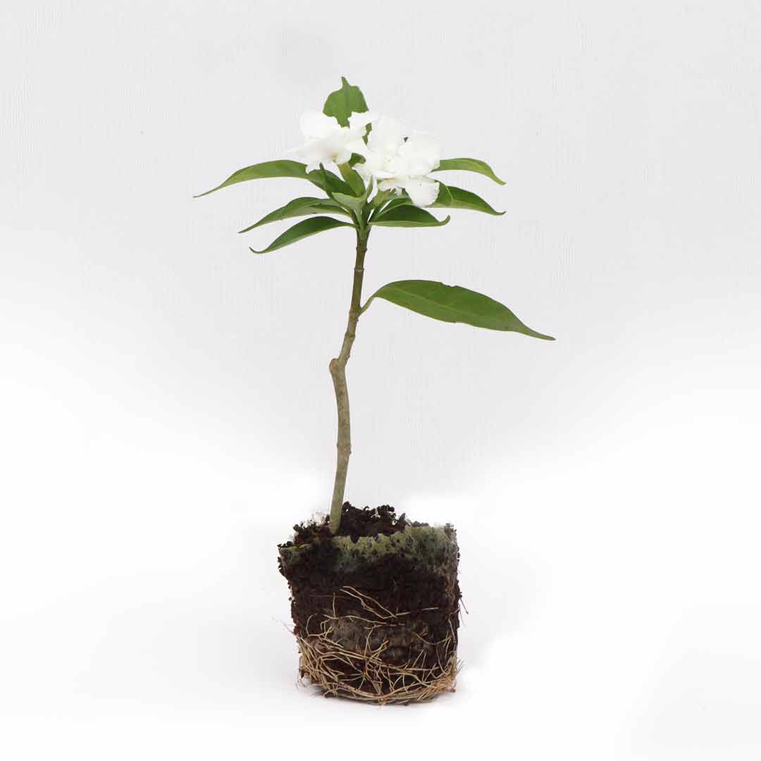 Crape Jasmine Double Layered Mini – Santhi Online Plants