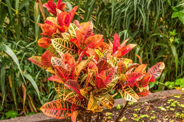 Petra croton plant : Beautiful Rainbow Plant