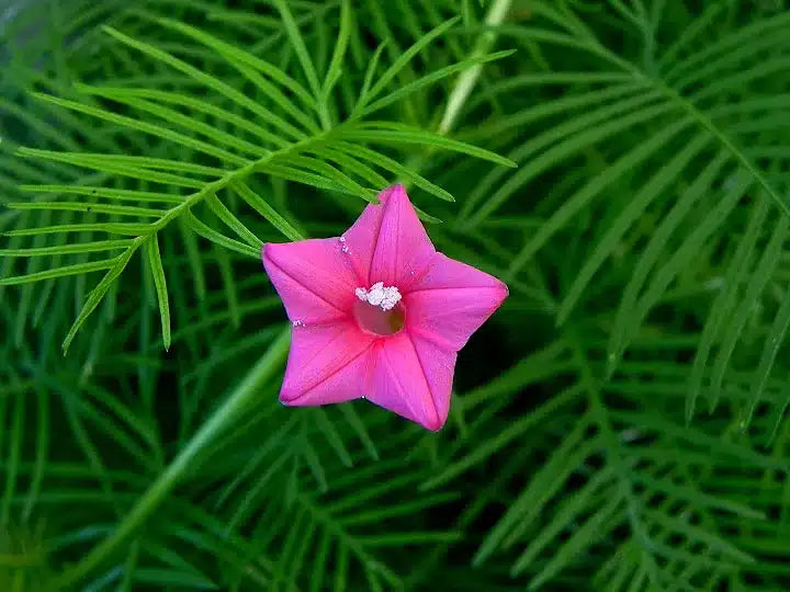 Cypress Vine Pink Flower Seeds