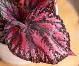 Begonia Rex:”The Regal Beauty of Indoor Foliage”