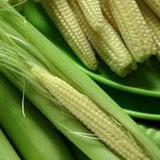 Fresh Baby corn : Perfect Baby Corn Seeds for Tiny Harvests