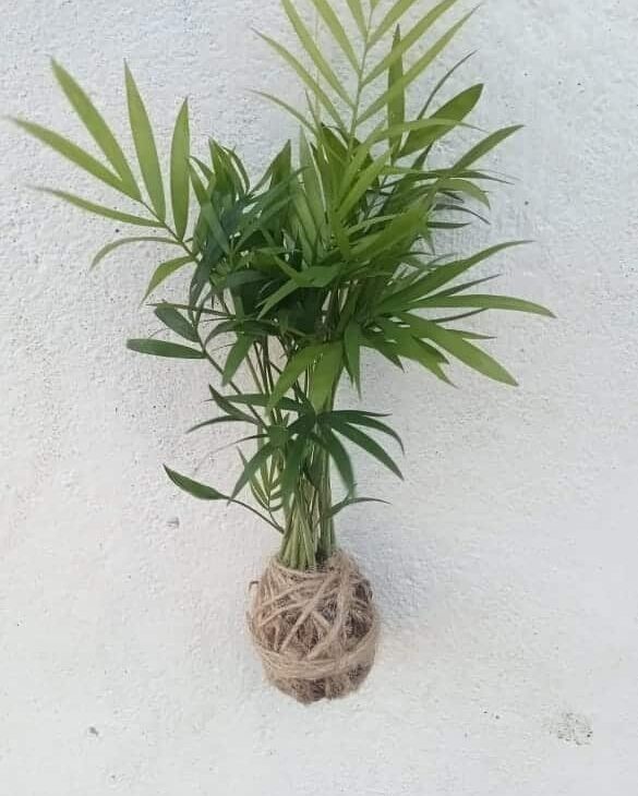 Perfect Chamaedorea elegans – Kokedama design makes your environment fresh
