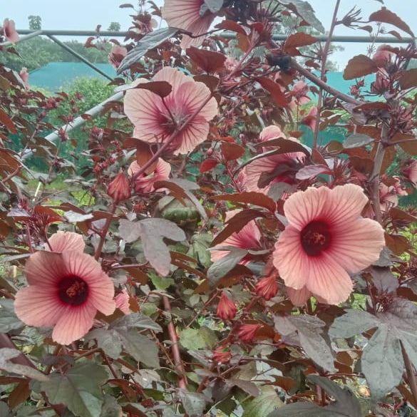 Full red gongura seeds (Red leaves with pink flower pulicha keerai) –  Santhi Online Plants
