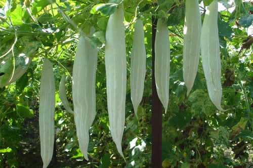 Snake Gourd(Trichosanthes cucumerina)