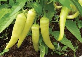 Delicious Capsicum annuum scientific name Banana chilli (bajji milagaai) Seeds