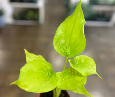 philodendron cucullata Alocasia cucullata – Santhi Online Plants