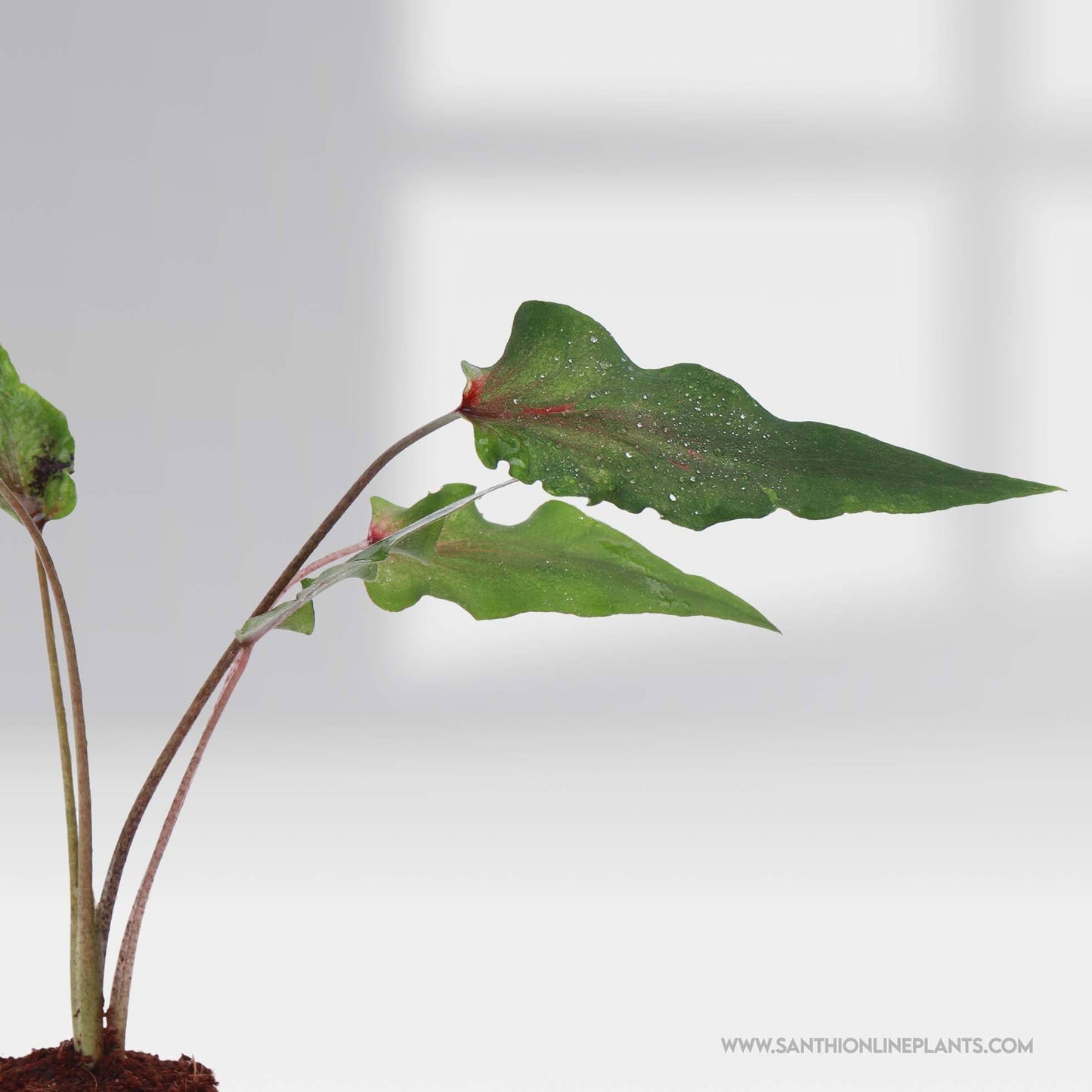Caladium'Angel Wings'