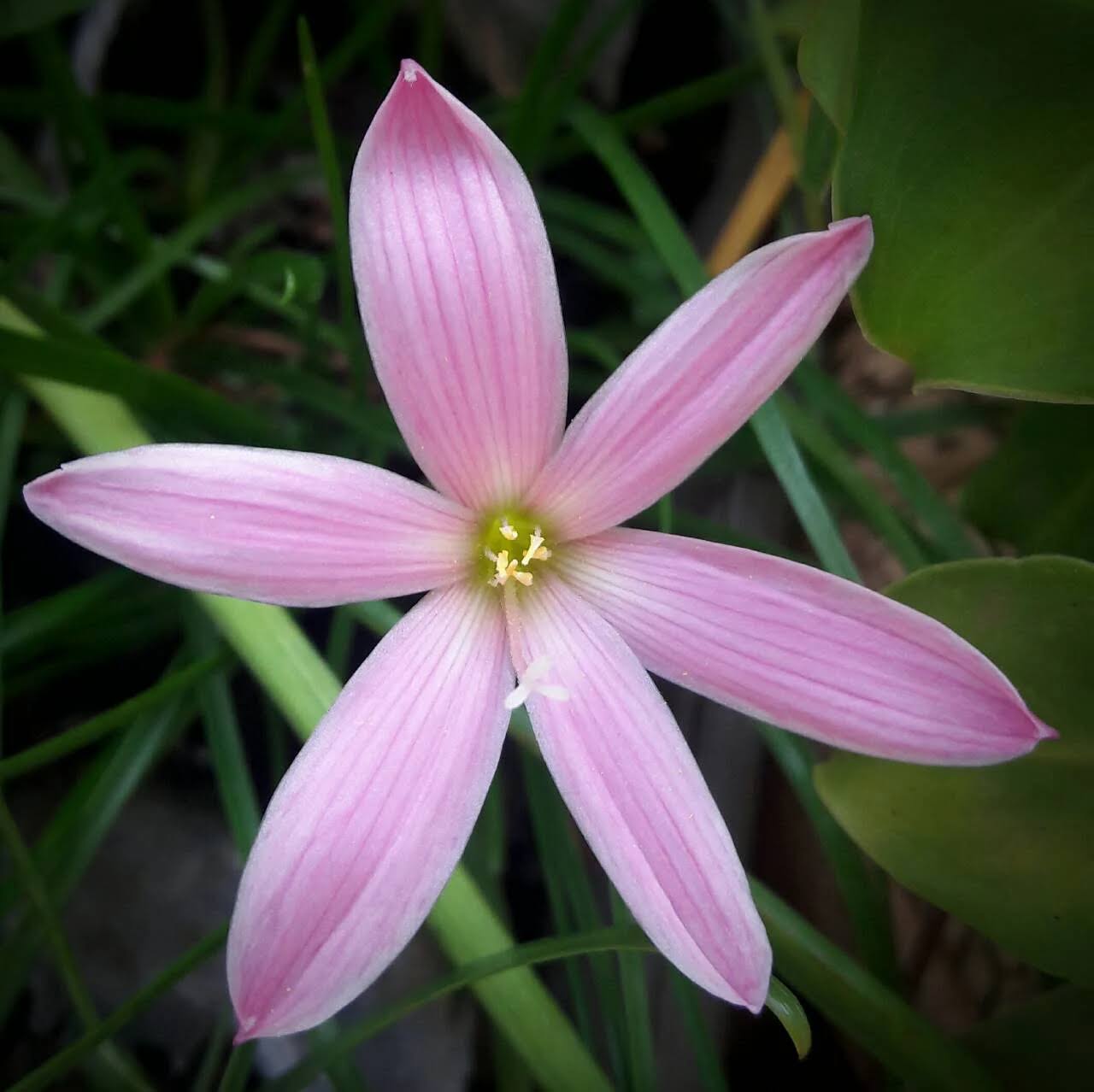 Rain lily plant 'Pim champoo'