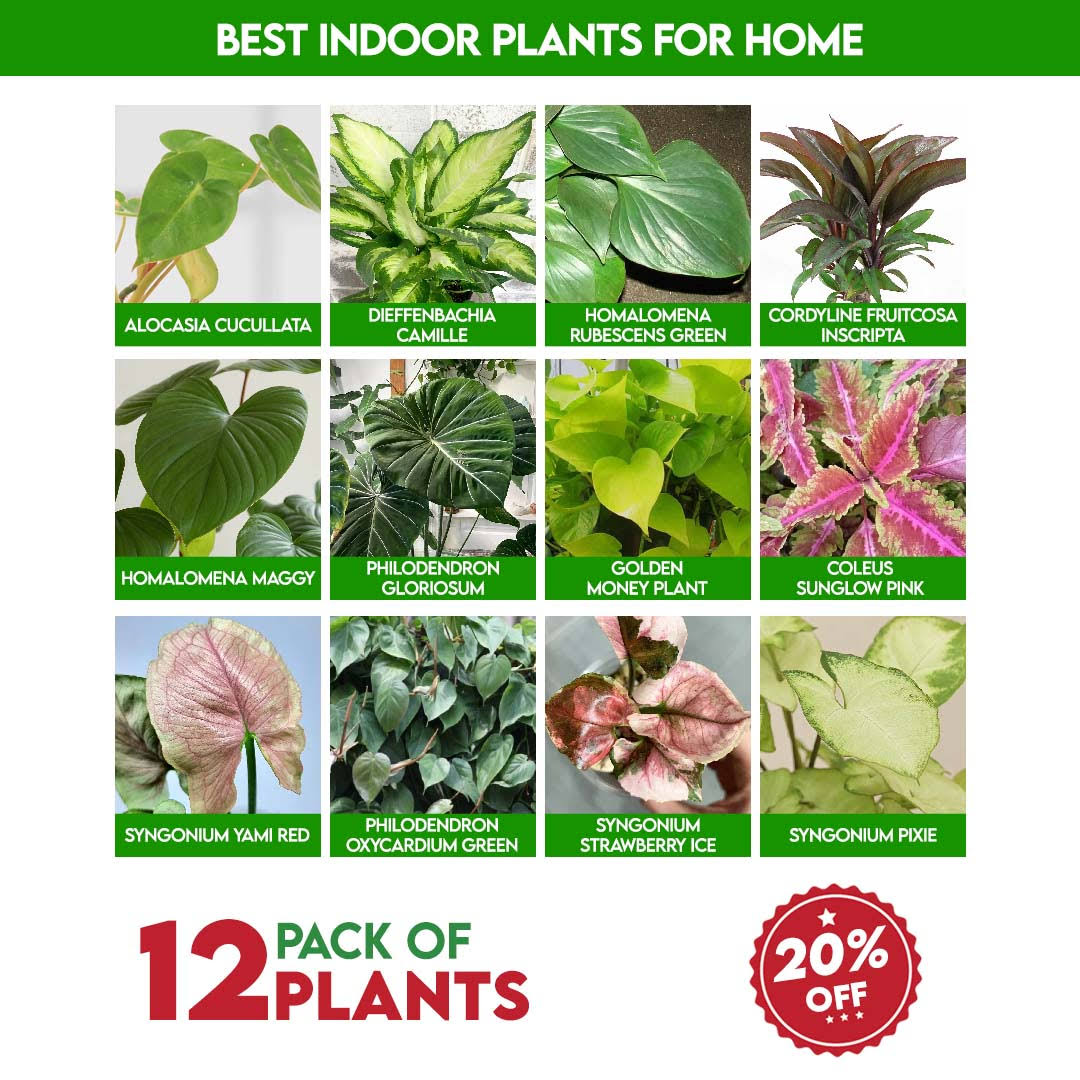 home indoor plants names Best Indoor Plants For Home – Santhi Online Plants