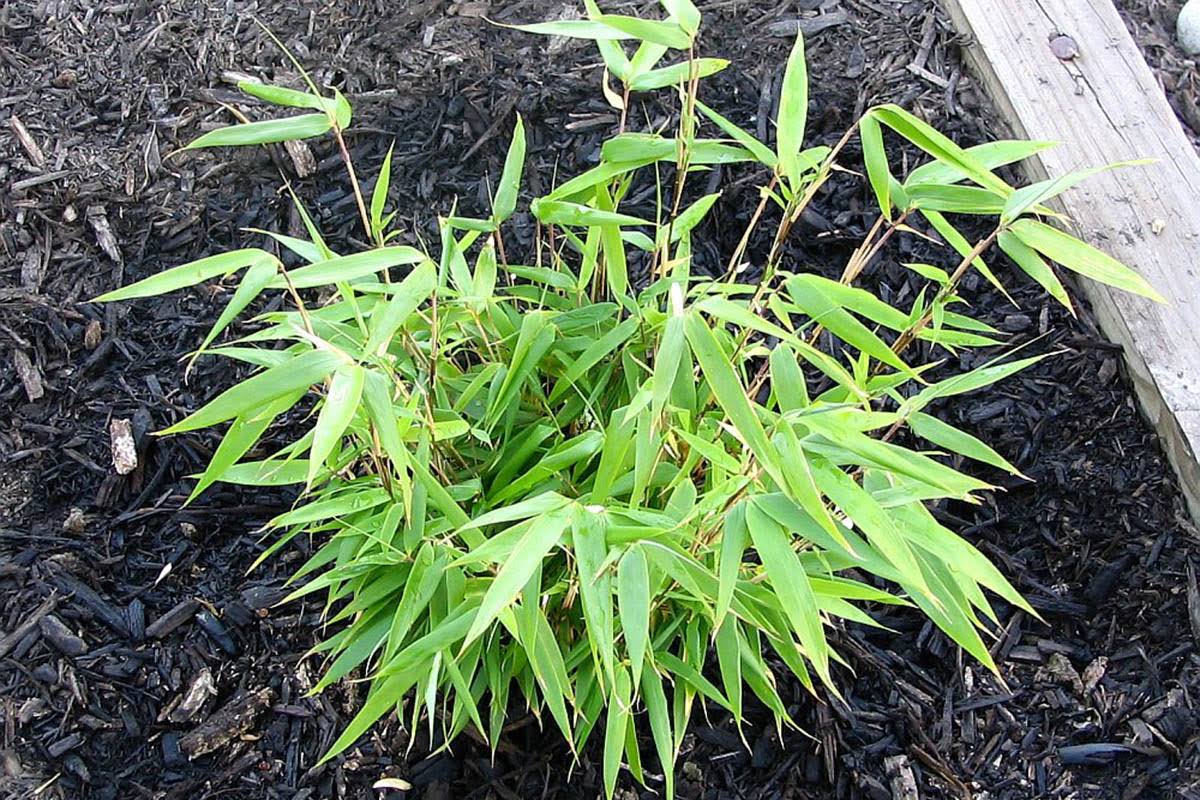 Green Mini Bamboo Plant