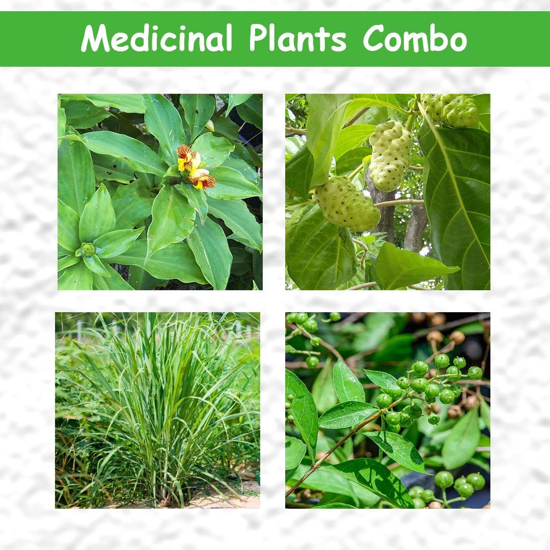 Medicinal Plants Combo