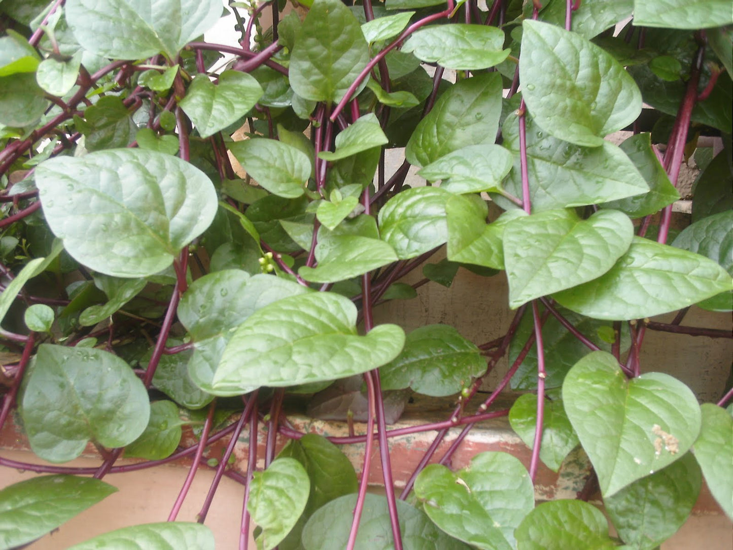 Malabar Spinach – Kodi Pasalai Keerai Plant