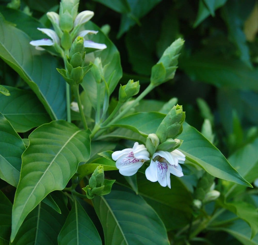 Malabar Nut Plant-Adathodai