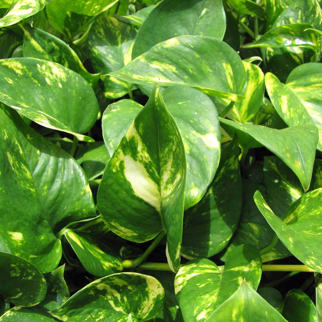 Money Plant Variegated – Santhi Online Plants