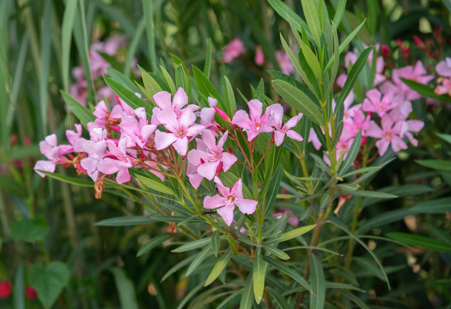 Nerium Oleander Light Pink Plant – Santhi Online Plants