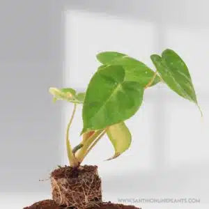 philodendron bill Philodendron Billienum – Santhi Online Plants