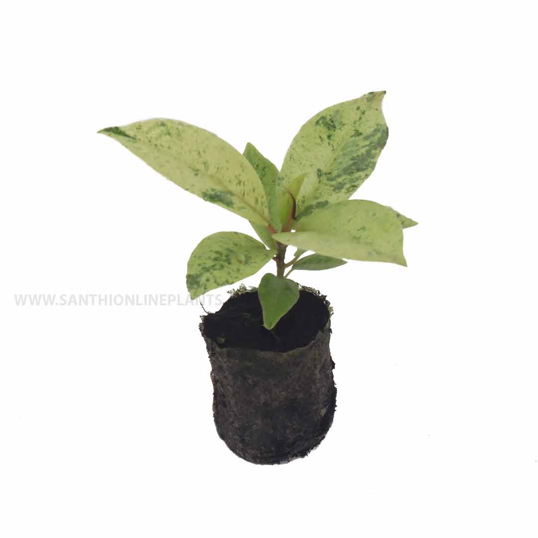 Ficus Shivereana