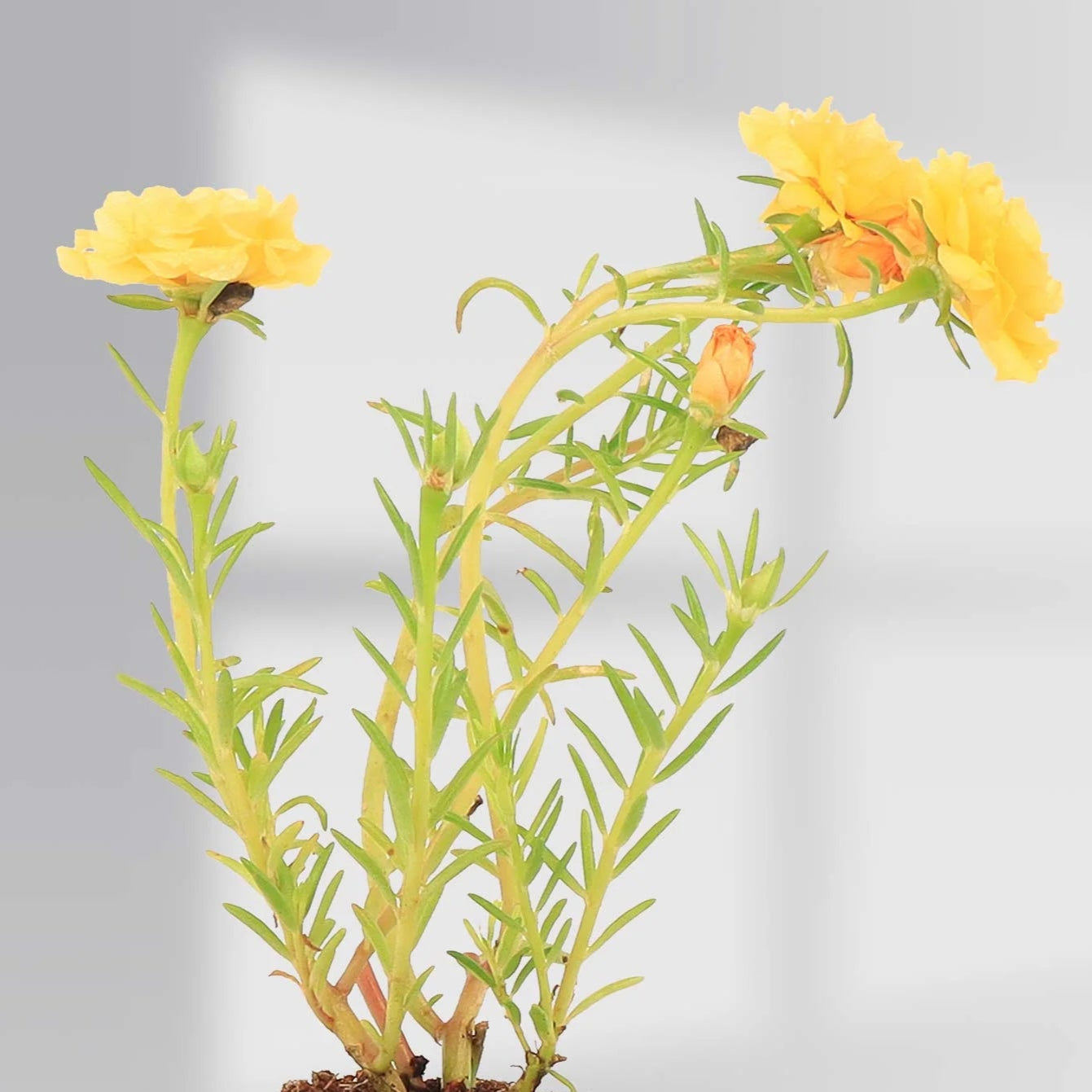 Portulaca 9’o Clock Yellow