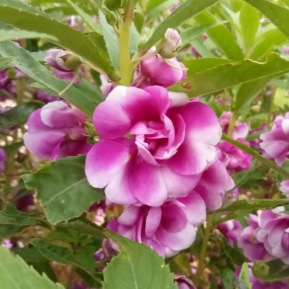 Purple Thai balsam flower seeds – Santhi Online Plants