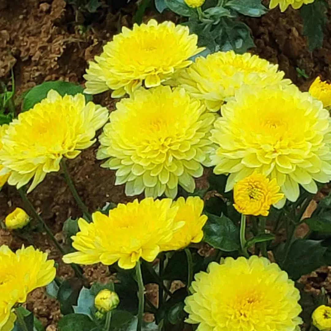 samanthi flower seeds Sevanthi paper yellow-Chrysanthemum – Santhi Online Plants