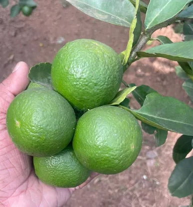 Taiwan Lemon Plant: A Citrus Gem for Health, Flavor, and Sustainable Living”