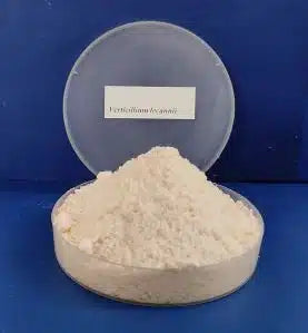Excellent Biocontrol agent Verticillium lecanii for sucking pest ( SOP-Verlac )