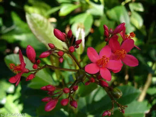 Jatropha Red Plant