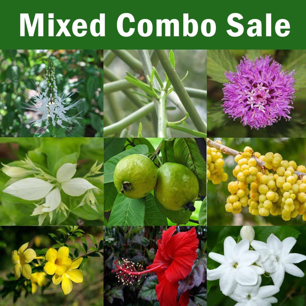 Mixed Combo Pack Santhi Online Plants Nursery