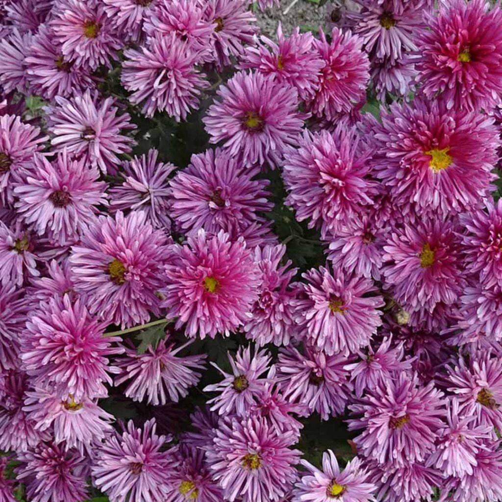 Sevanthi Light Violet Chrysanthemum Santhi Online Plants Nursery