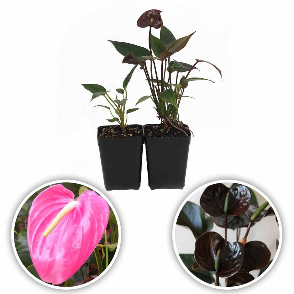 Anthurium Plant Passion Pink Chocos Santhi Online Plants Nursery