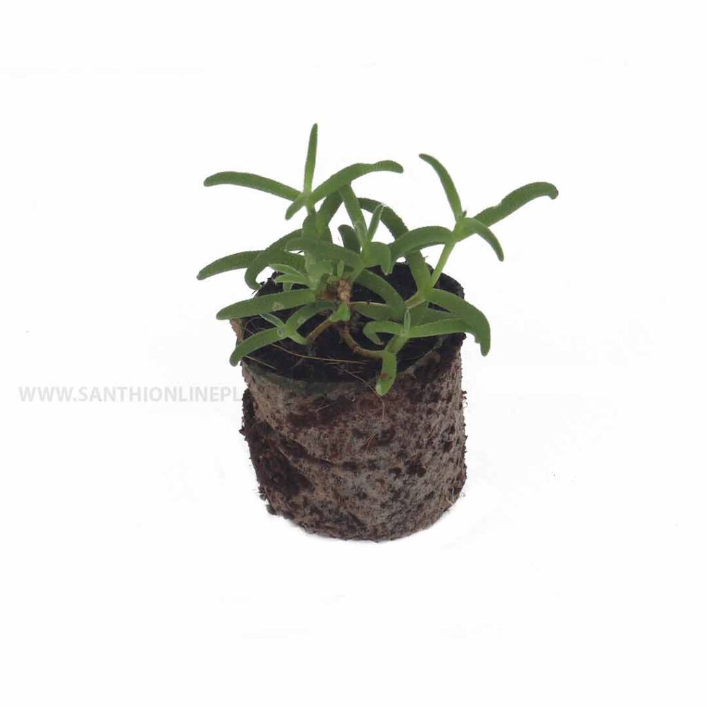 Ice Plant Delosperma Santhi Online Plants Nursery