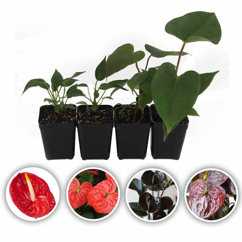 Anthurium Plants Tropical Red Flame Red Chocos Brown Fantasia Brown