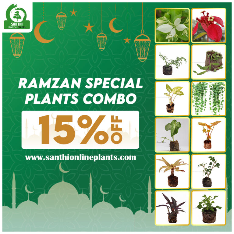 Ramadan Special Plants Combo Santhi Online Plants Nursery